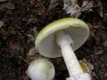 Amanita phalloides