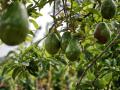 Imagen de archivo de un árbol de aguacate