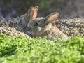 Mother and baby cotton tail bunnies in the wild