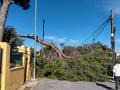 Imagen tomada de un árbol caído por el viento en la localidad valenciana de Torrent