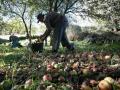 Varias personas recogen manzanas en Galicia