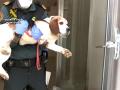 Un agente con uno de los perros rescatados del conocido como 'criadero de los horrores' de Melgar (Burgos)