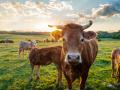 Ganado vacuno en España