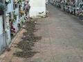 Suciedad en el cementerio de San Rafael (Córdoba)
