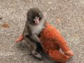 El pequeño macaco japonés abandonado al nacer en el zoológico de la ciudad de Ichikawa