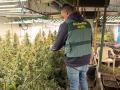 Imagen de la plantación de marihuana desmantelada en una nave industrial de Vallada