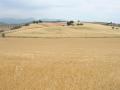 Campo de cereal en España