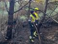 Imagen de la zona quemada en la Devesa de El saler tras el lanzamiento de una bengala