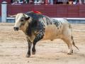 Imagen de un toro de la ganadería La Quinta