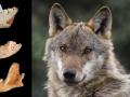 Investigadoras de la Complutense logran reconstruir parte de la historia evolutiva del lobo ibérico gracias al análisis de fósiles de más de un millón de años
REMITIDA / HANDOUT por UCM
Fotografía remitida a medios de comunicación exclusivamente para ilustrar la noticia a la que hace referencia la imagen, y citando la procedencia de la imagen en la firma
14/5/2026