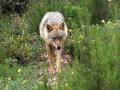 Un lobo en Puebla de Sanabria, en Zamora