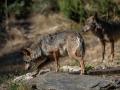 Lobo ibérico en Puebla de Sanabria, Zamora (España)