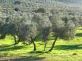 Olivar en España