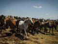 Caballos salvajes en Pontevedra