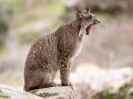 Un lince ibérico en España