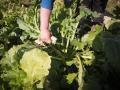 Una agricultora recoge grelos en Galicia