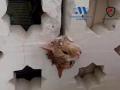 Bomberos rescatan un gato con la cabeza atrapada en la celosía de una vivienda en Estepona

REMITIDA / HANDOUT por CPB
Fotografía remitida a medios de comunicación exclusivamente para ilustrar la noticia a la que hace referencia la imagen, y citando la procedencia de la imagen en la firma
11/6/2026