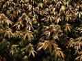 Plantación de marihuana hallada en una vivienda de Granada