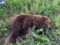 Atropello mortal de un oso en Ligüerzana(Palencia)en la CL 626