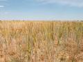 Campo de trigo en España