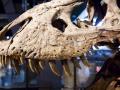 Esqueleto Tyrannosaurus rex