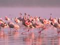 Flamencos