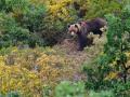 Imagen de archivo de un oso pardo cantábrico