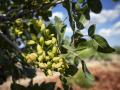 Pistachos