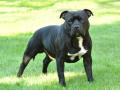 Un perro de raza American Stanford