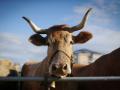 Una vaca en la Feria en Defensa del Ganado de Montaña, en Galicia