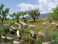 Ovejas y cabras