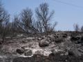 La extinción logra contener el avance de los frentes activos del incendio forestal de la Sierra Oeste de Madrid