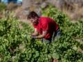 Un trabajador recogiendo uvas.