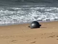 Una de las esferas halladas en Australia