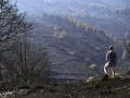 Un hombre observa uno de los pinares arrasados por el incendio de Burgohondo (Ávila) en el Parque Natural del Valle de Iruelas, una de las mayores colonias de buitre negro de Europa