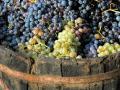 Uvas