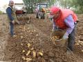 Un agricultor en su finca de patatas cercana a Ventosa de Pisuerga (Palencia)