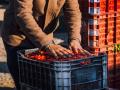 Un trabajador manipula tomates en un mercado en Marruecos