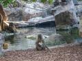 Imagen de la madre y cría de dril en BIOPARC Valencia.