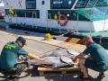 Imagen de archivo de dos agentes de la Guardia Civil con un ejemplar de atún rojo