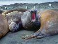 Elefantes marinos en la isla Macquarie