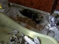 Imagen de archivo del año 2020 de un criadero de perros ubicado en Melgar de Fernamental (Burgos)