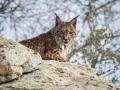 Lince Ibérico