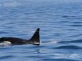 Una de las orcas presentes en las Rías Baixas gallegas el pasado domingo