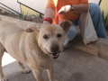 Kali, abandonada en un aparcamiento de Ibiza, vive ahora con su nueva familia.