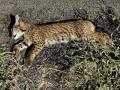 n cachorro de lince ibérico (Lynx pardina) ha muerto atropellado en la carretera CM-4115, que conecta las localidades ciudadrealeñas de Caracuel, Villamayor de Calatrava y Almodóvar del Campo, en el entorno de la microreserva de la laguna de Caracuel, incluida en el Lugar de Importancia Comunitaria (LIC) "Lagunas Volcánicas del Campo de Calatrava", integrado en la Red Natura 2000. EFE/Jesús Monroy