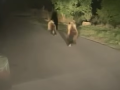 Dos osos pardos corren por una carretera de León