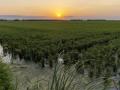 Puesta de sol en un campo de arroz en La Albufera (Comunidad Valenciana)