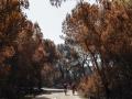 Imagen de archivo de los efectos del incendio del pasado mes de agosto en El Saler, en Valencia