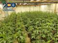Plantación de marihuana hallada en un hotel abandonado de Granada